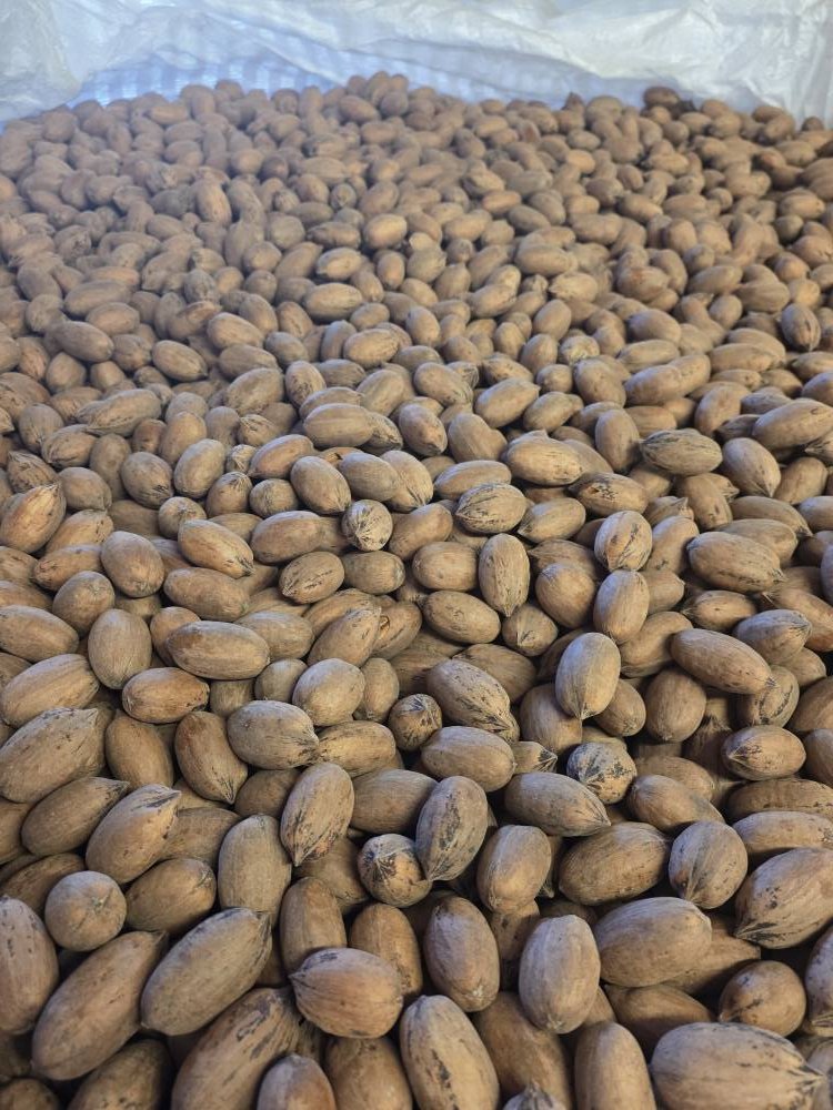 Bud Adams Ranch Pecans | Buckholts TX