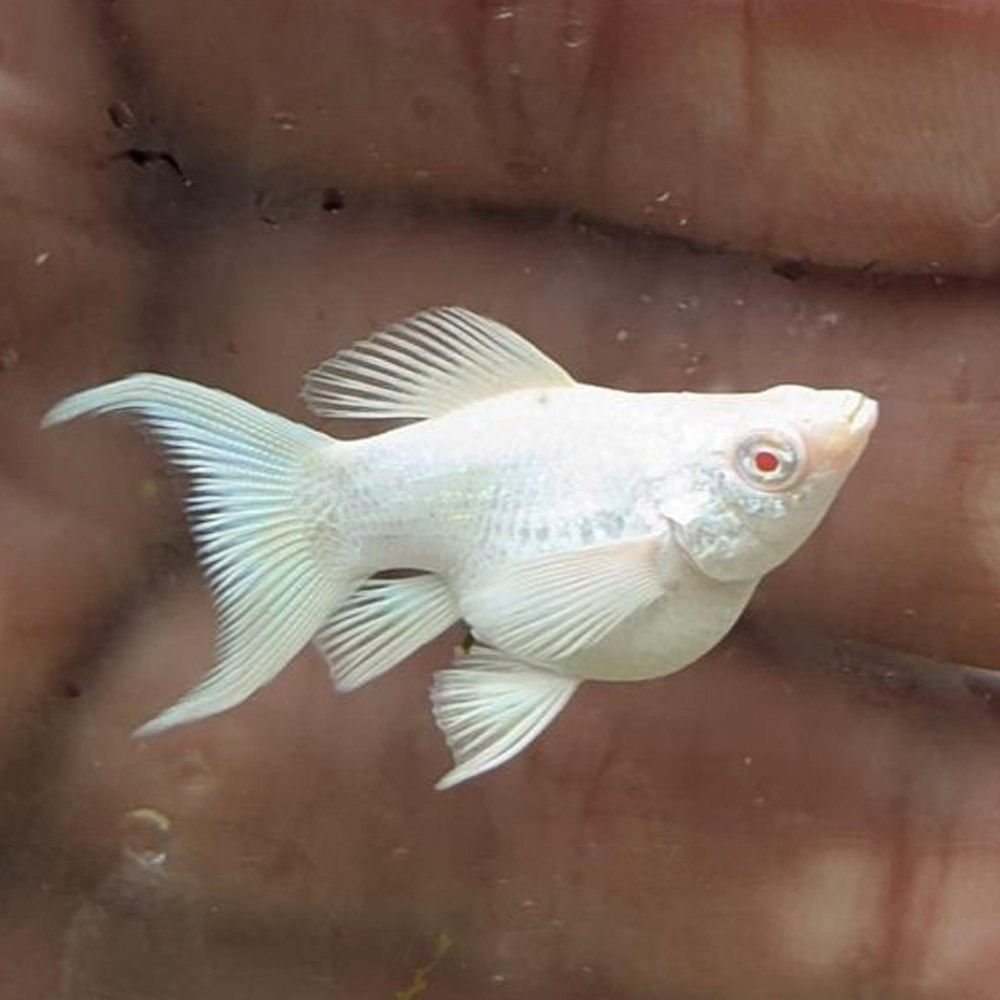Verzii.... 😊. Rasbora Kubotai și în plan îndepărtat jos rasbora ...