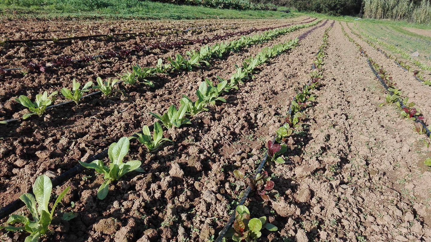 La Xirivia-Horta Ecològica | Cruilles