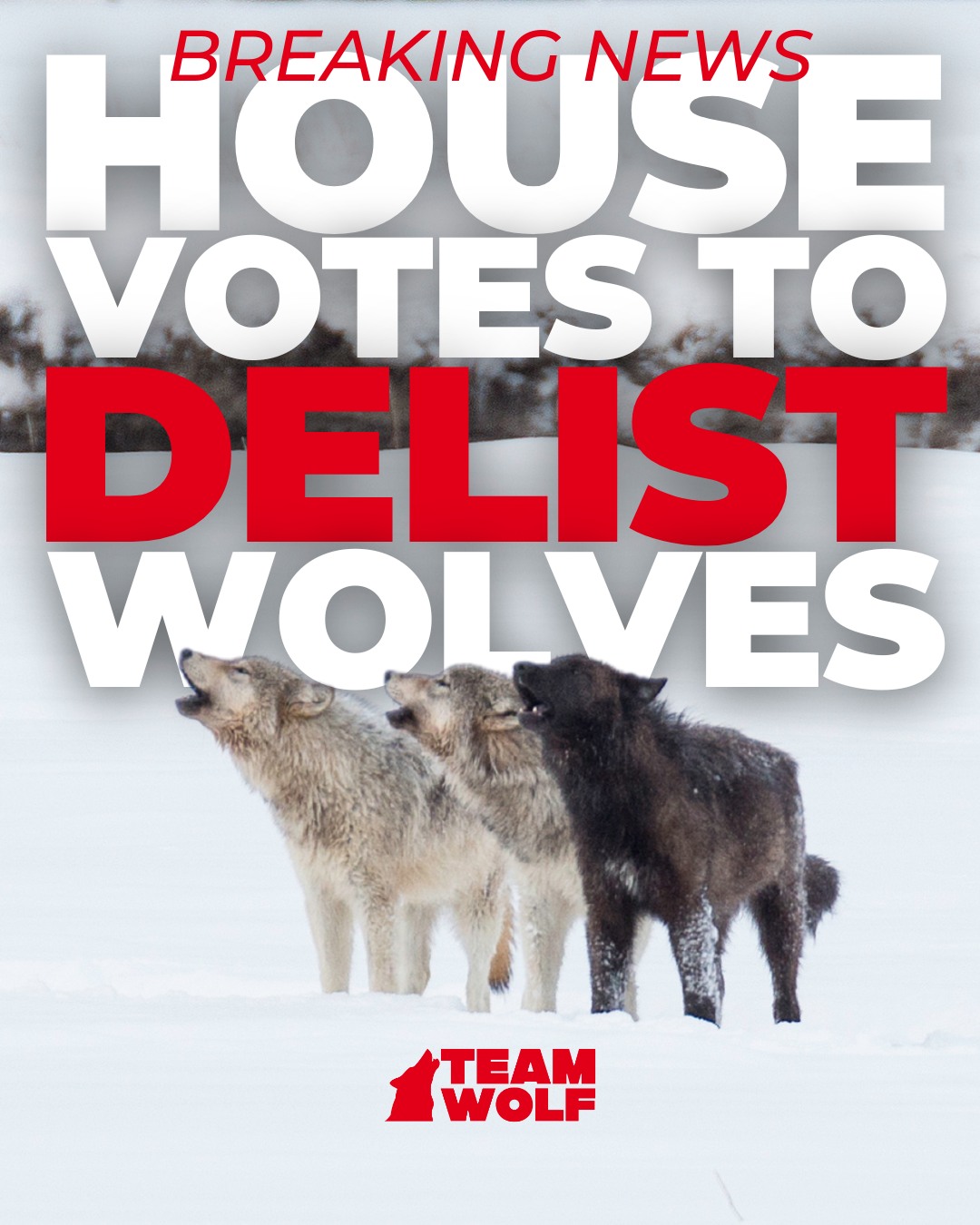 Team Wolf - 🚨 BREAKING — ANTI-WOLF BILL PASSES THE HOUSE 🚨... | Facebook