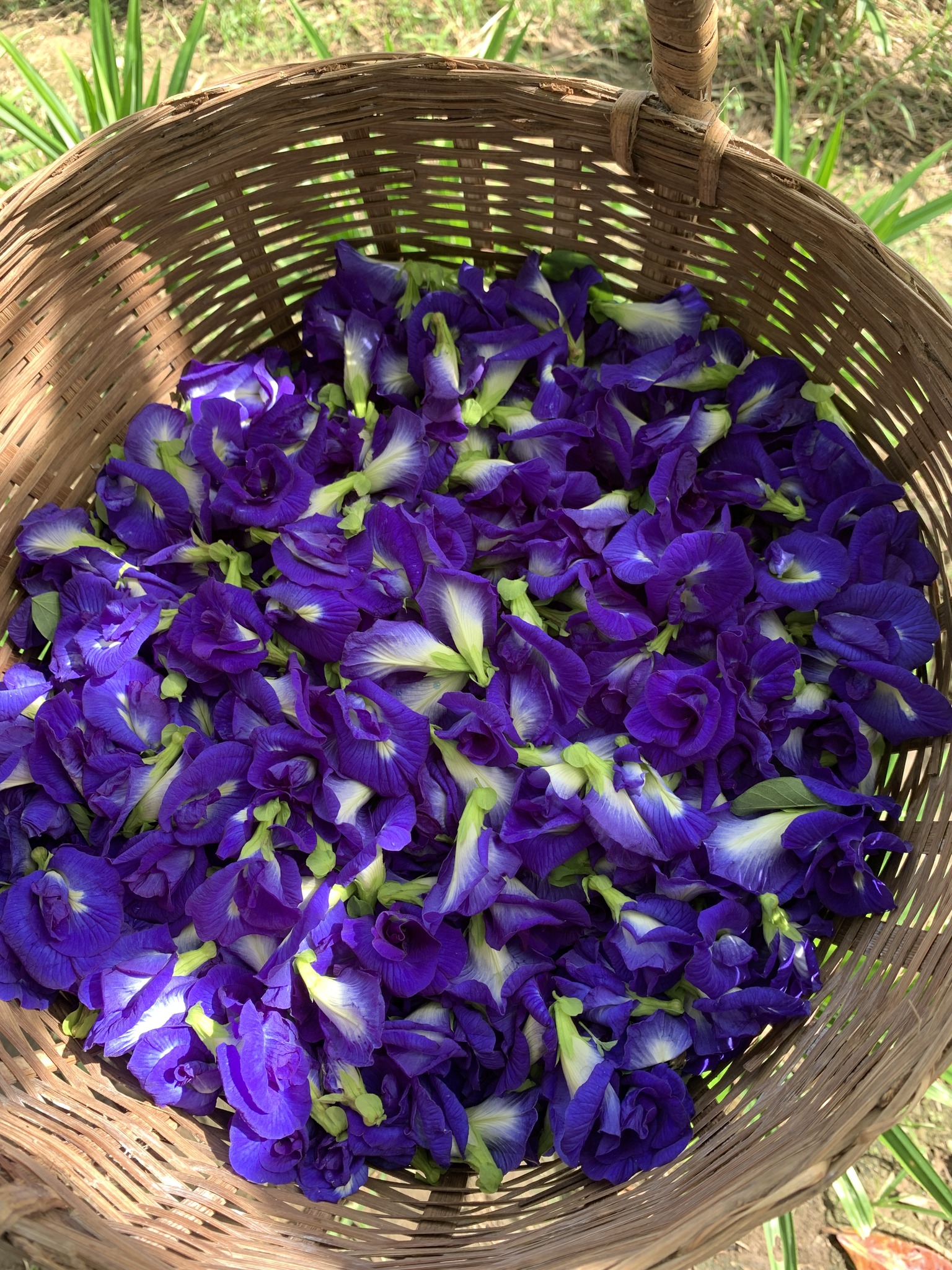 We had a nice harvest of Butterfly Pea flowers today. The color is
