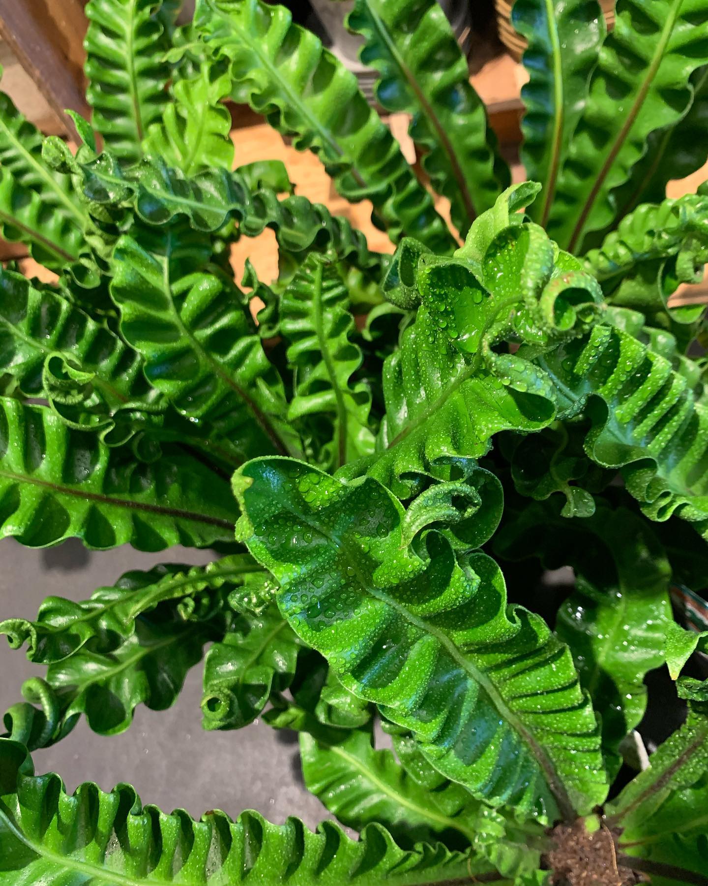 SeaGarden - ・ クシュっとしててパリパリ！🌿 #アスプレニウム プリカーツム・アカキ 日陰でも育てられます！ ウェーブが強く、肉厚 ...