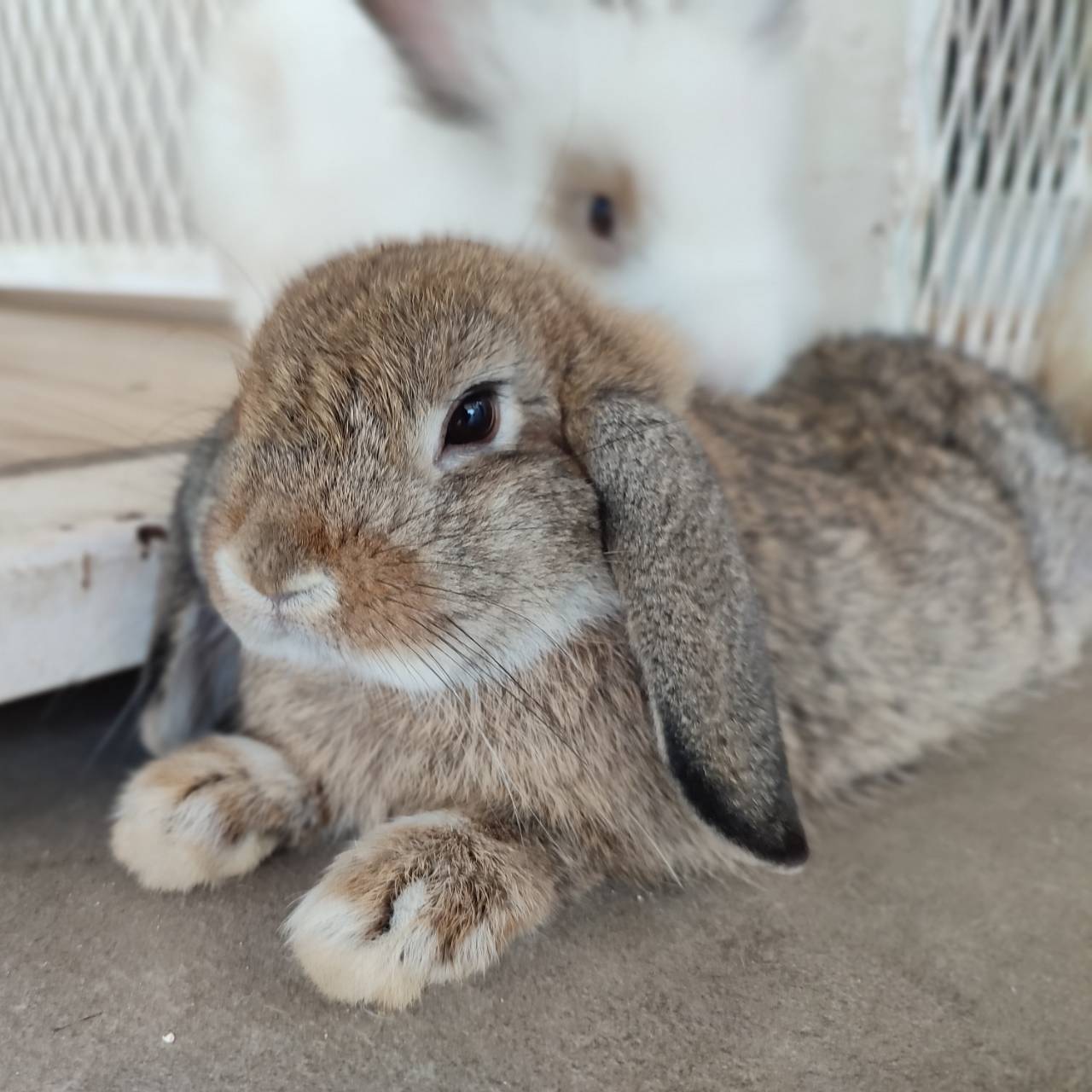 Holland Lop... - FUNNY BUNNY Home&Cafe ระยอง | Facebook
