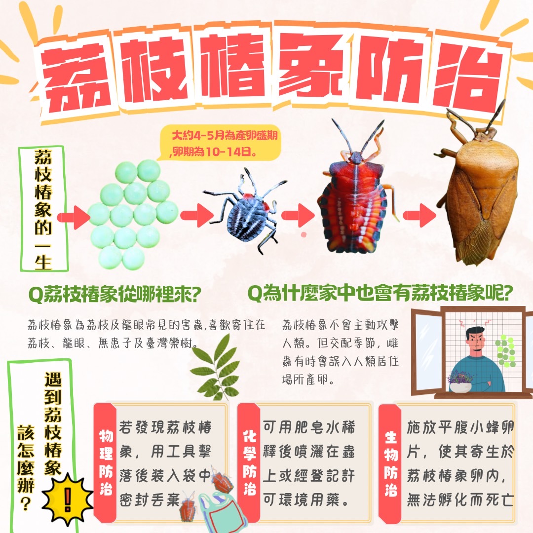 新北市農業局-稼日蒔光 - 📢荔枝椿象已進入產卵盛期！到底這些可怕的象從哪裡來？ 󠀠 Q：荔枝椿象從哪裡來？... | Facebook