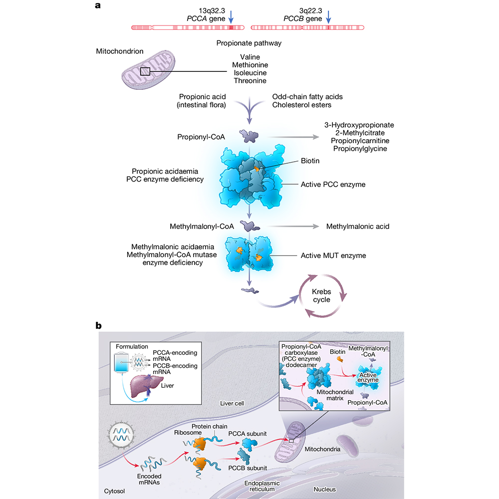 A specific mRNA therapy for a rare... - Nature Portfolio | Facebook