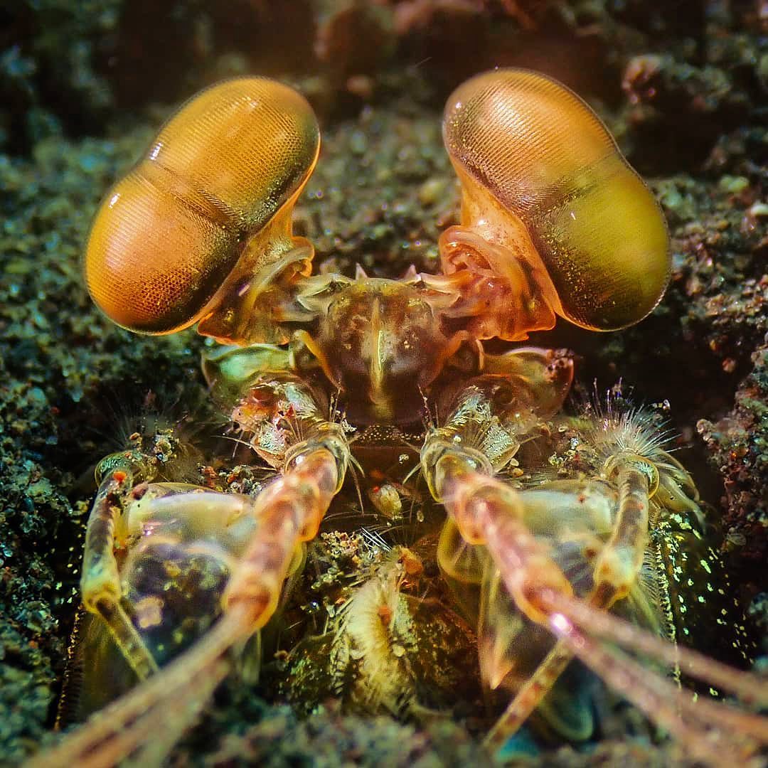 Zebra Mantis Shrimp Eyes