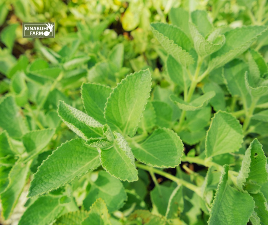 Kinabuhi - 𝑫𝑰𝑫 𝒀𝑶𝑼 𝑲𝑵𝑶𝑾?🤔 Kalabo is a Philippine oregano. Also called ...