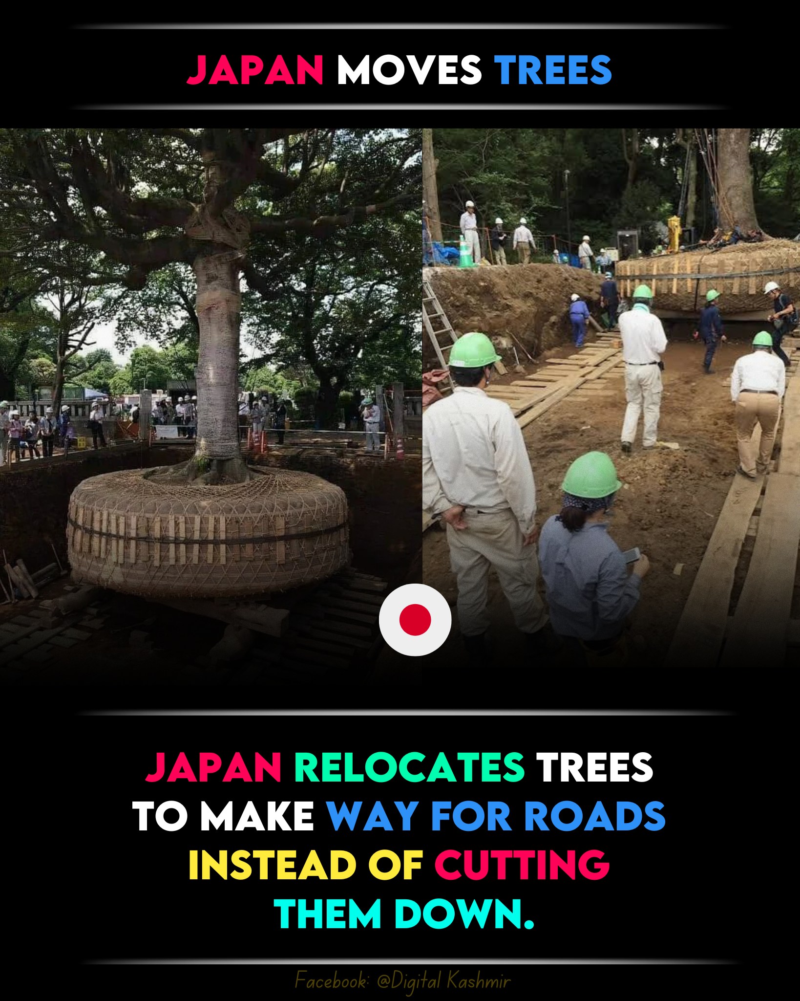 Digital - Japan often relocates trees during road and building projects ...