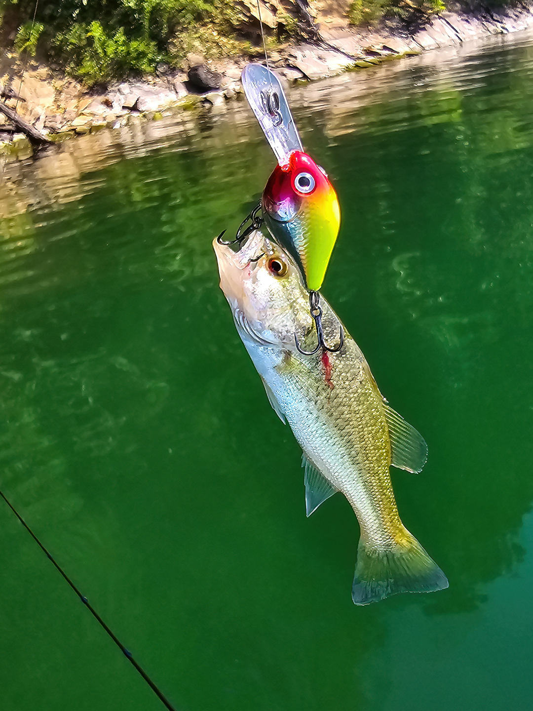 best lake shasta bass lures Mack's Cripplure - 1/4 oz It works great casting or trolling for Trout Fishing Shasta Lake in March
