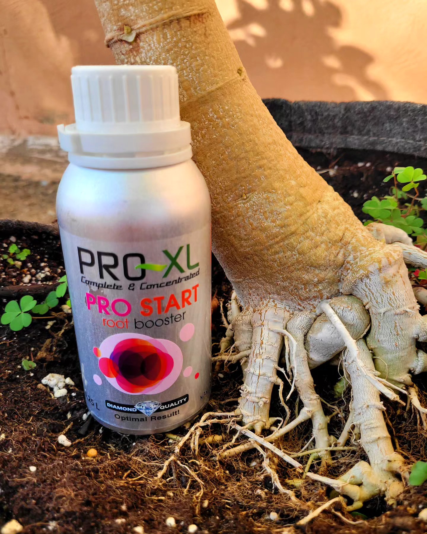 Las raíces son las... - Pro-XL: Complete and Concentrated