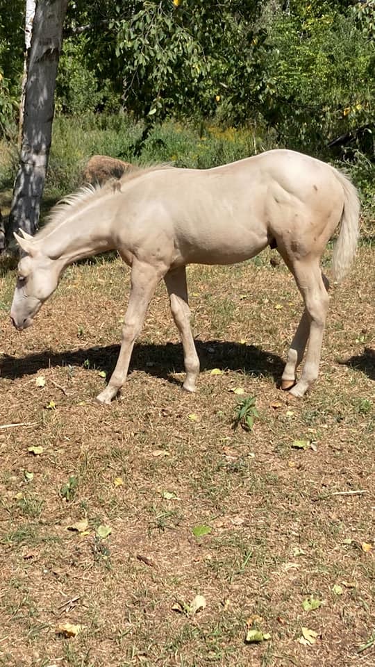 Triple R Ranch