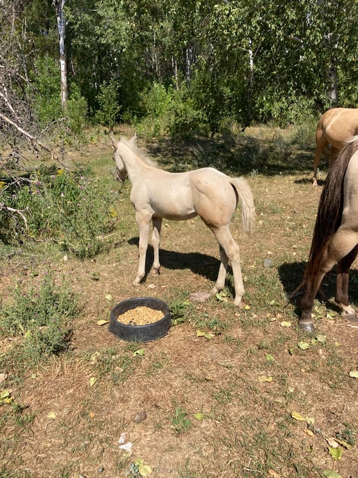 Triple R Ranch