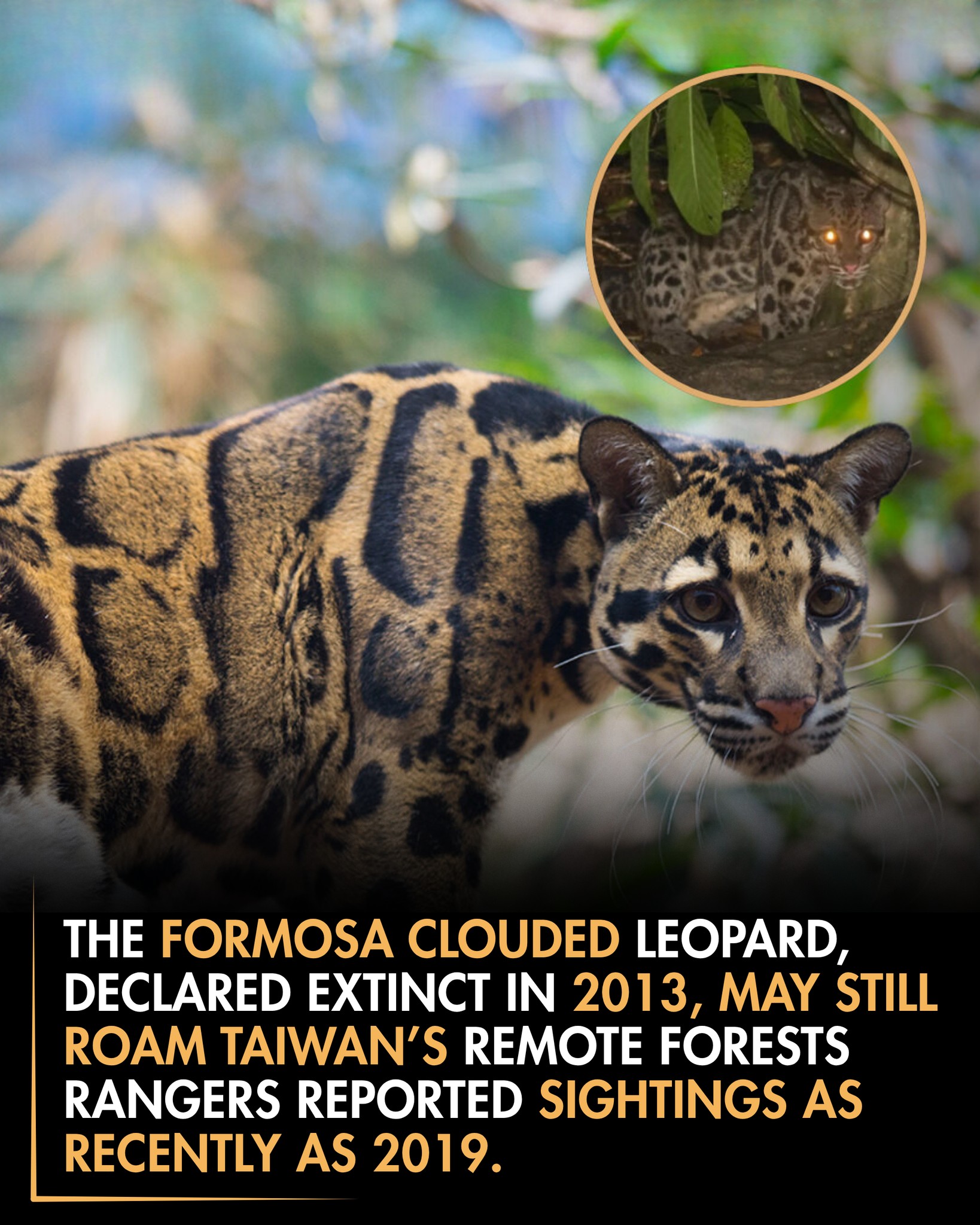 Roars - Once believed gone forever, the Formosa clouded leopard ...