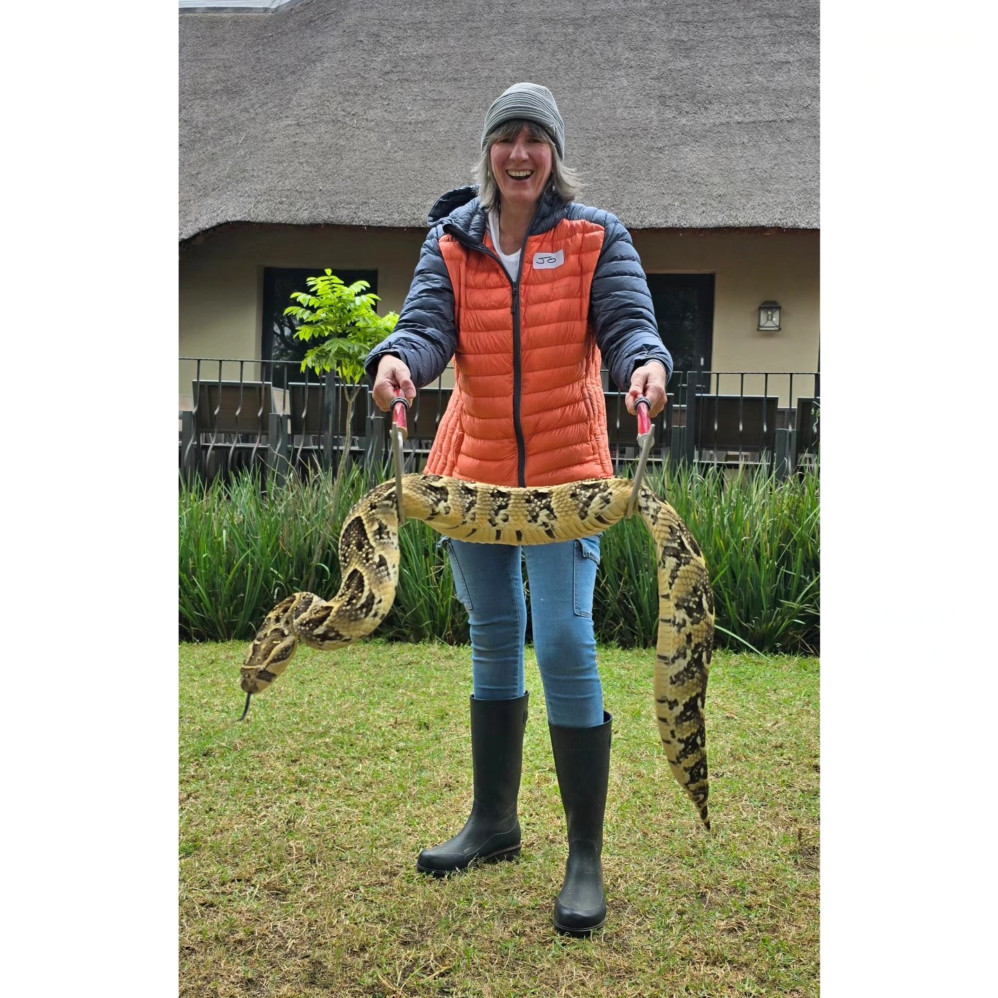 African - Double hooking a large Puff Adder during Venomous Snake ...