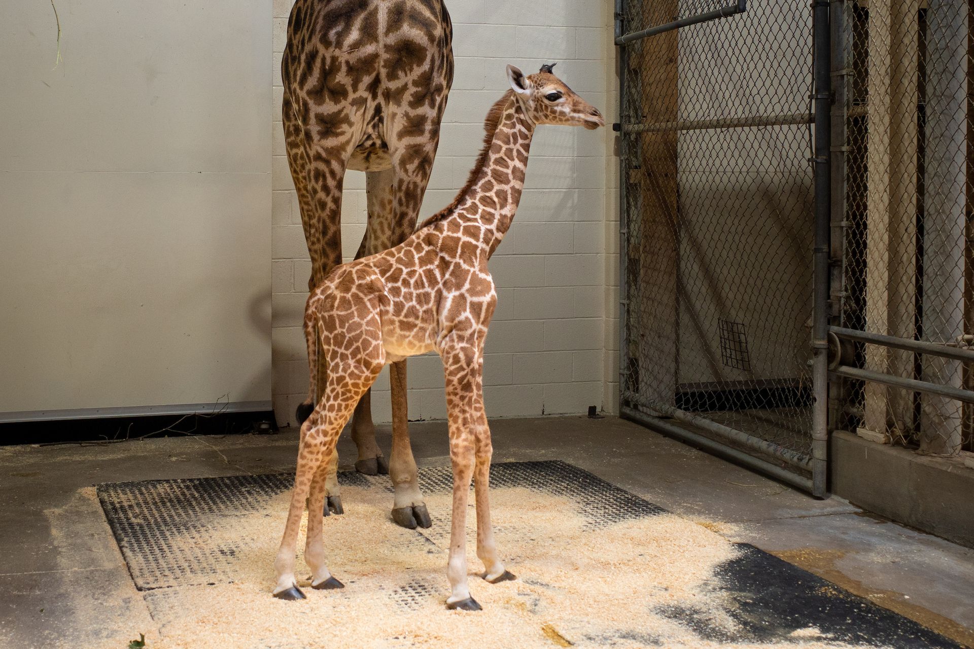 Cleveland - Cleveland Metroparks Zoo Welcomes Giraffe Calf! Cleveland ...