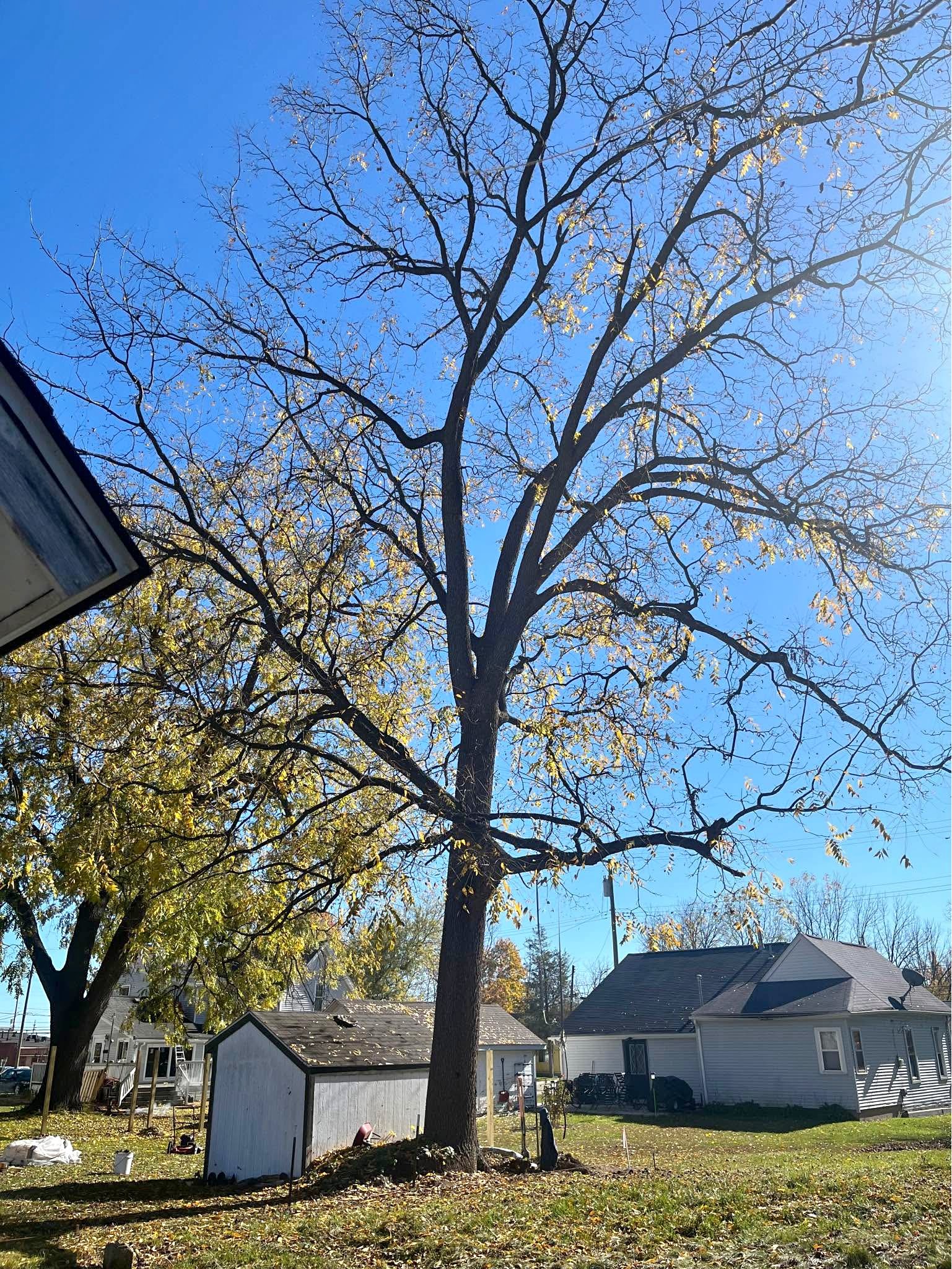 Large black walnut tree for harvest 🌳 valuable wood***MAKE*OFFER ...