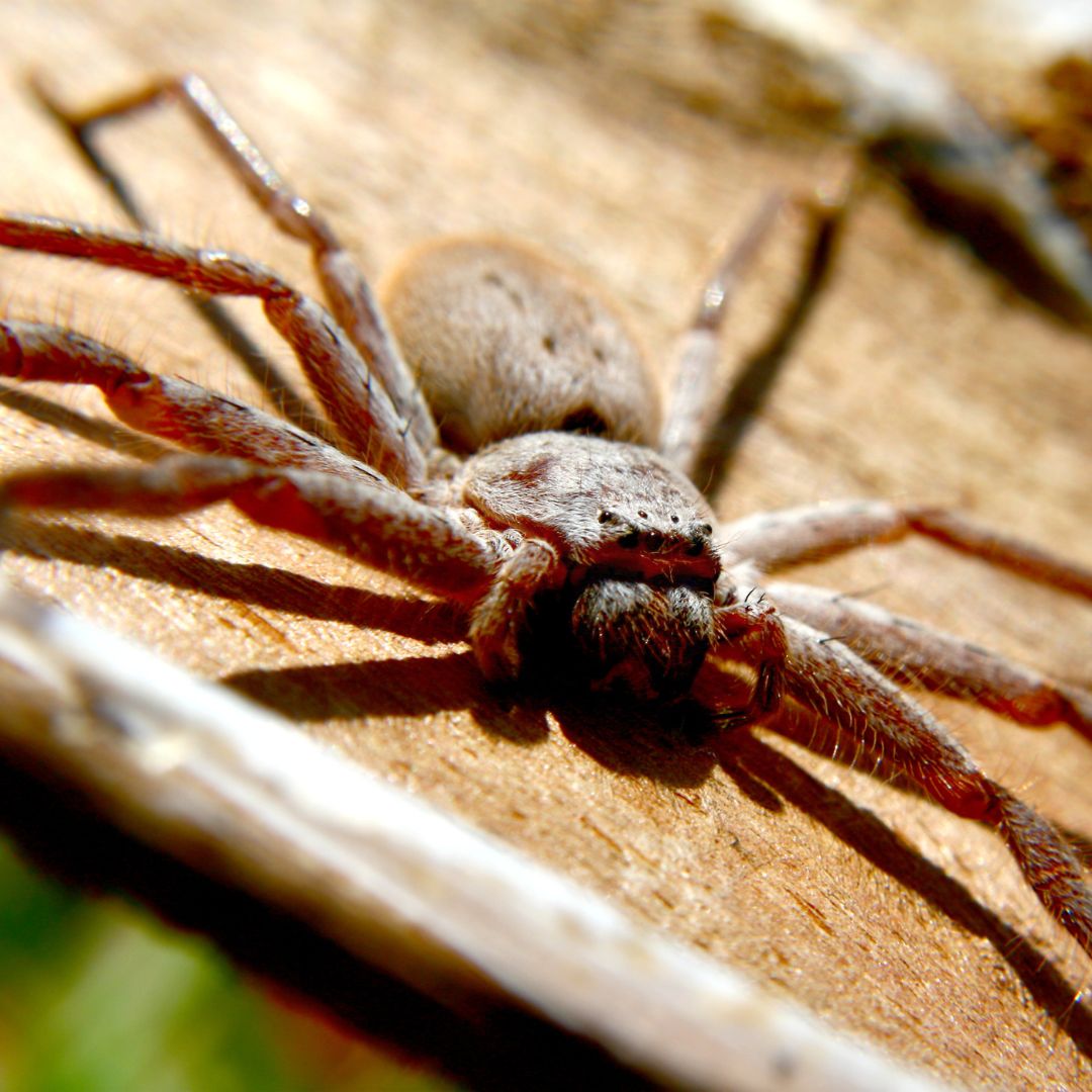 Australian - Species Of The Week - Huntsman Spiders (Family Sparassidae ...