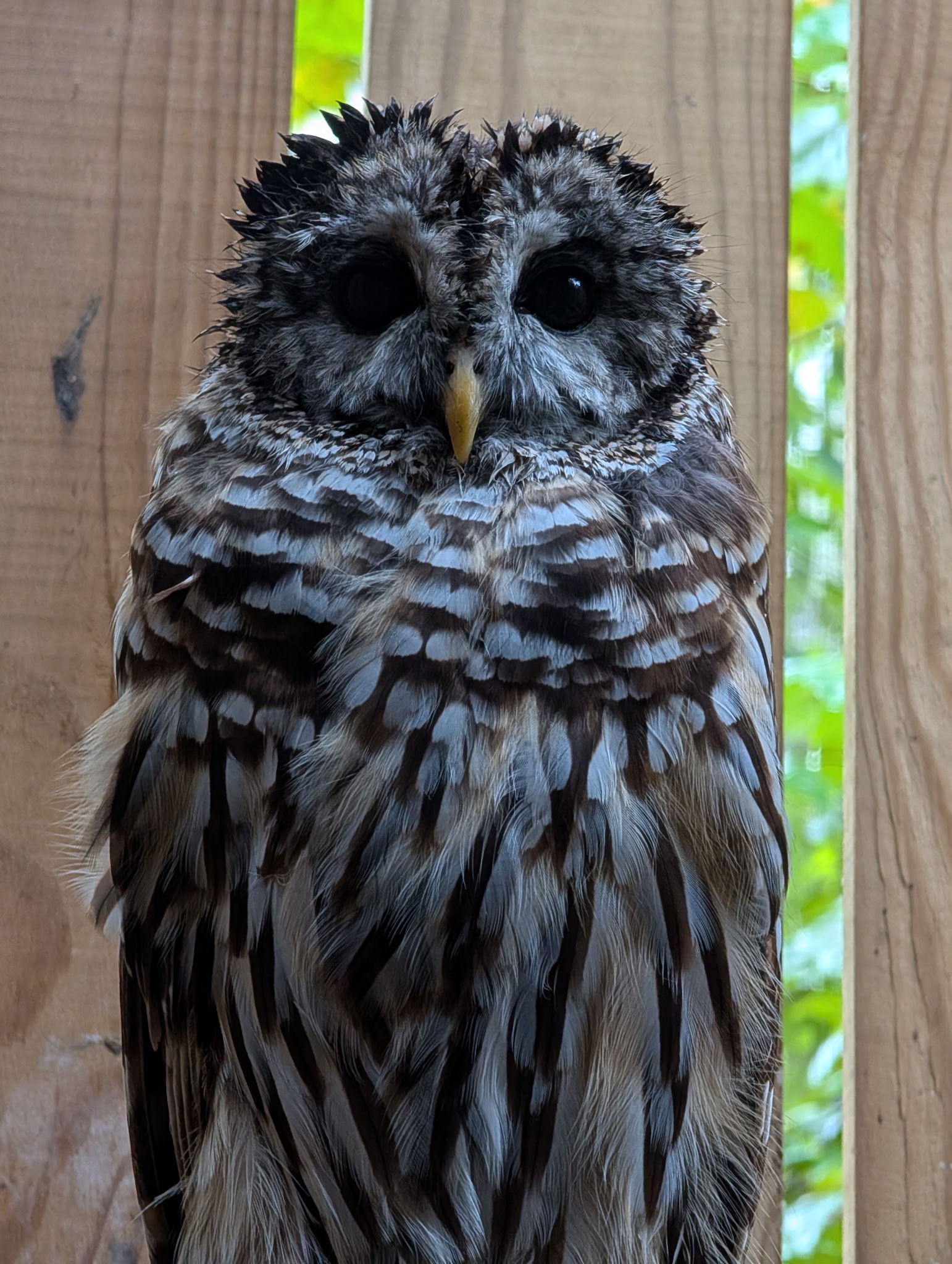 Did you know Zena, our HappiNest... - HappiNest Raptor Rescue | Facebook