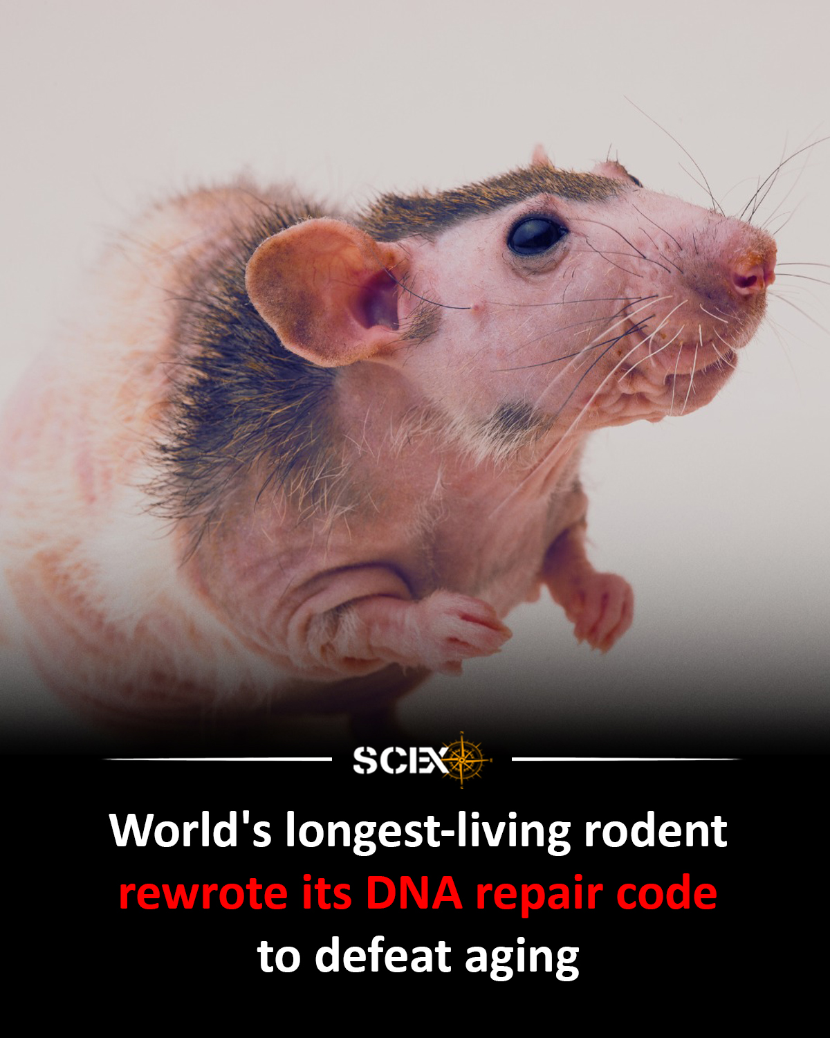 Naked mole rats live for up to 37 years – far longer than other rodents their size. What is the secret of their longevity? Among other factors, it could be down to