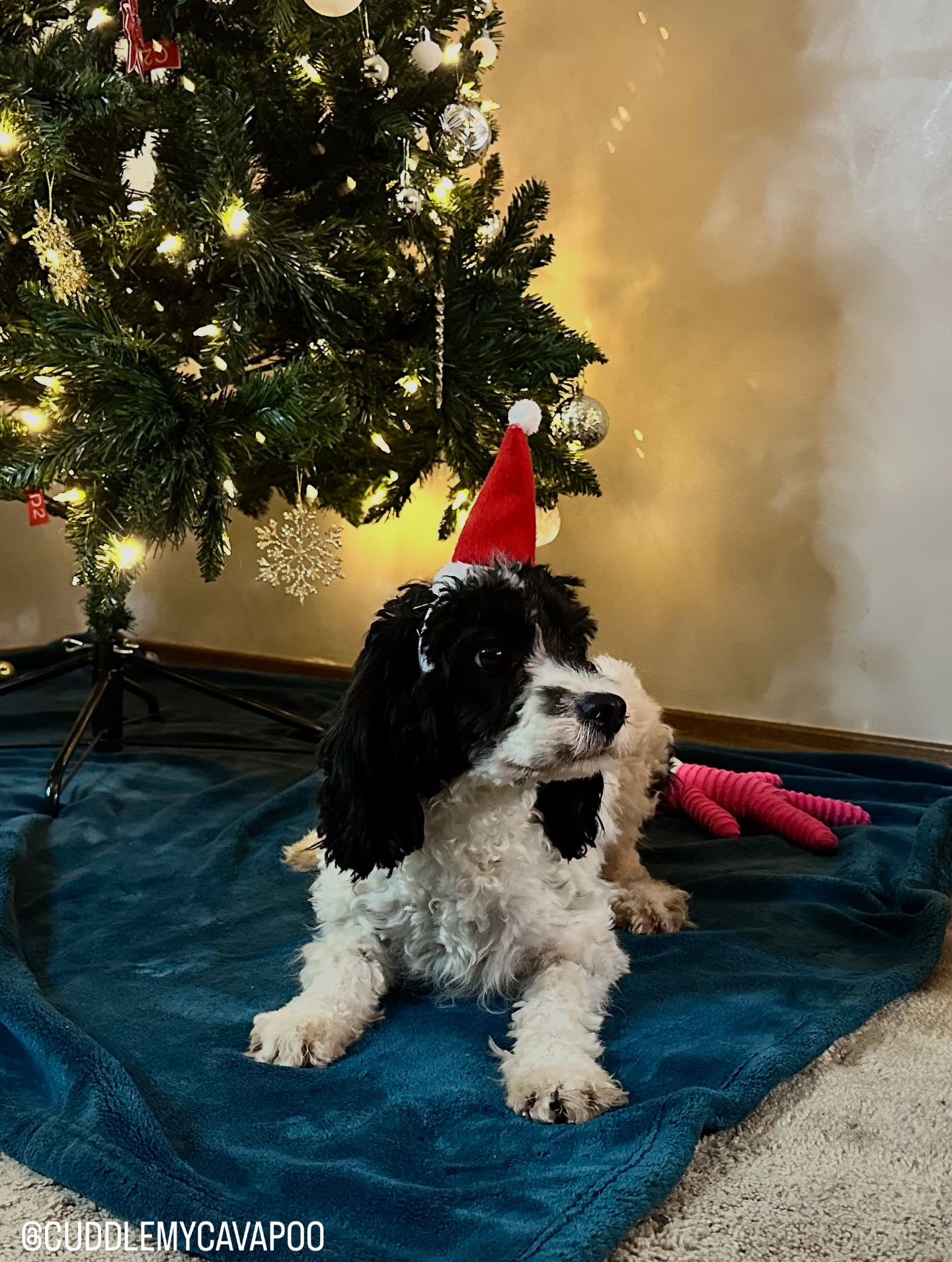 Cuddle My Cavapoo | Waterloo ON