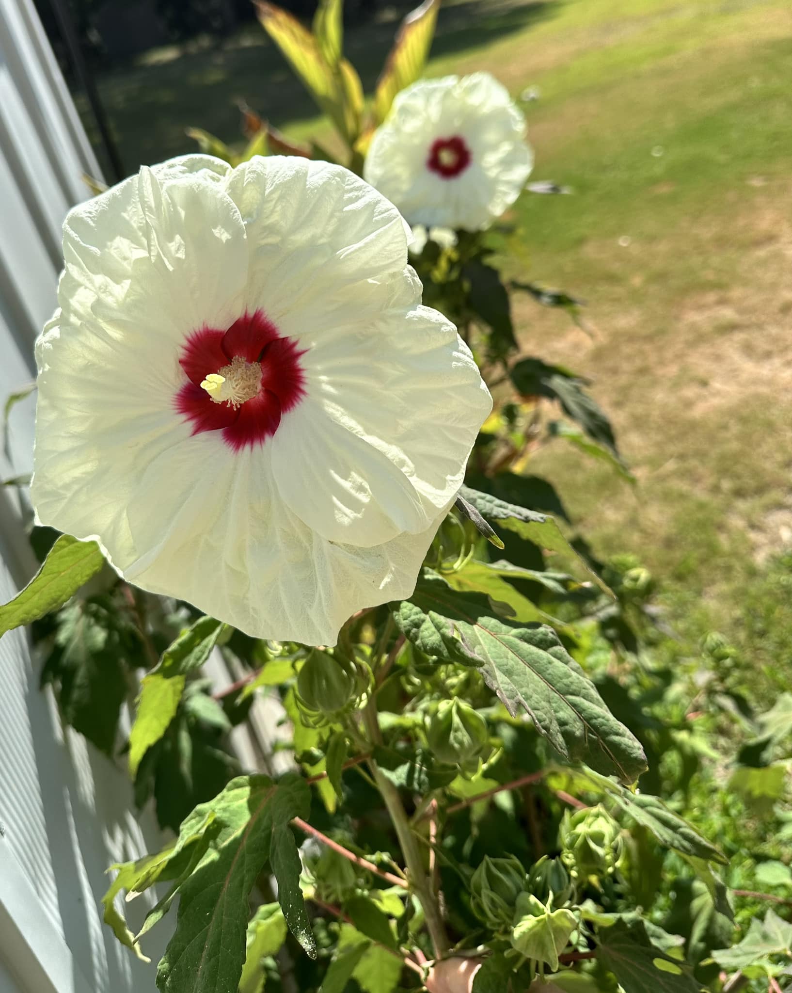Summerific 'French Vanilla' hardy hibiscus