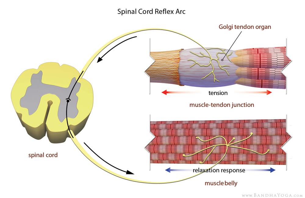 Ronald Lavine, DC - Your inner “muscle sense” connects to the deepest ...