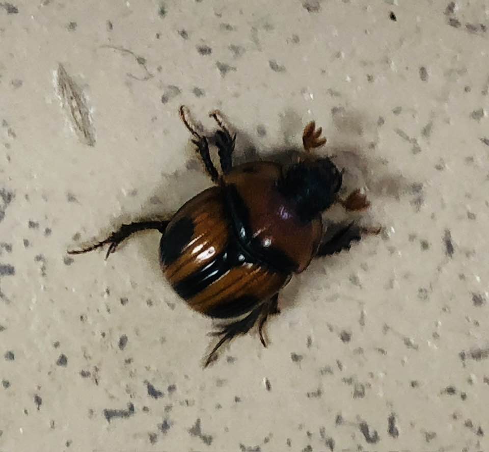 Are these two Bolbocerastes beetles different species? | McNeal, AZ