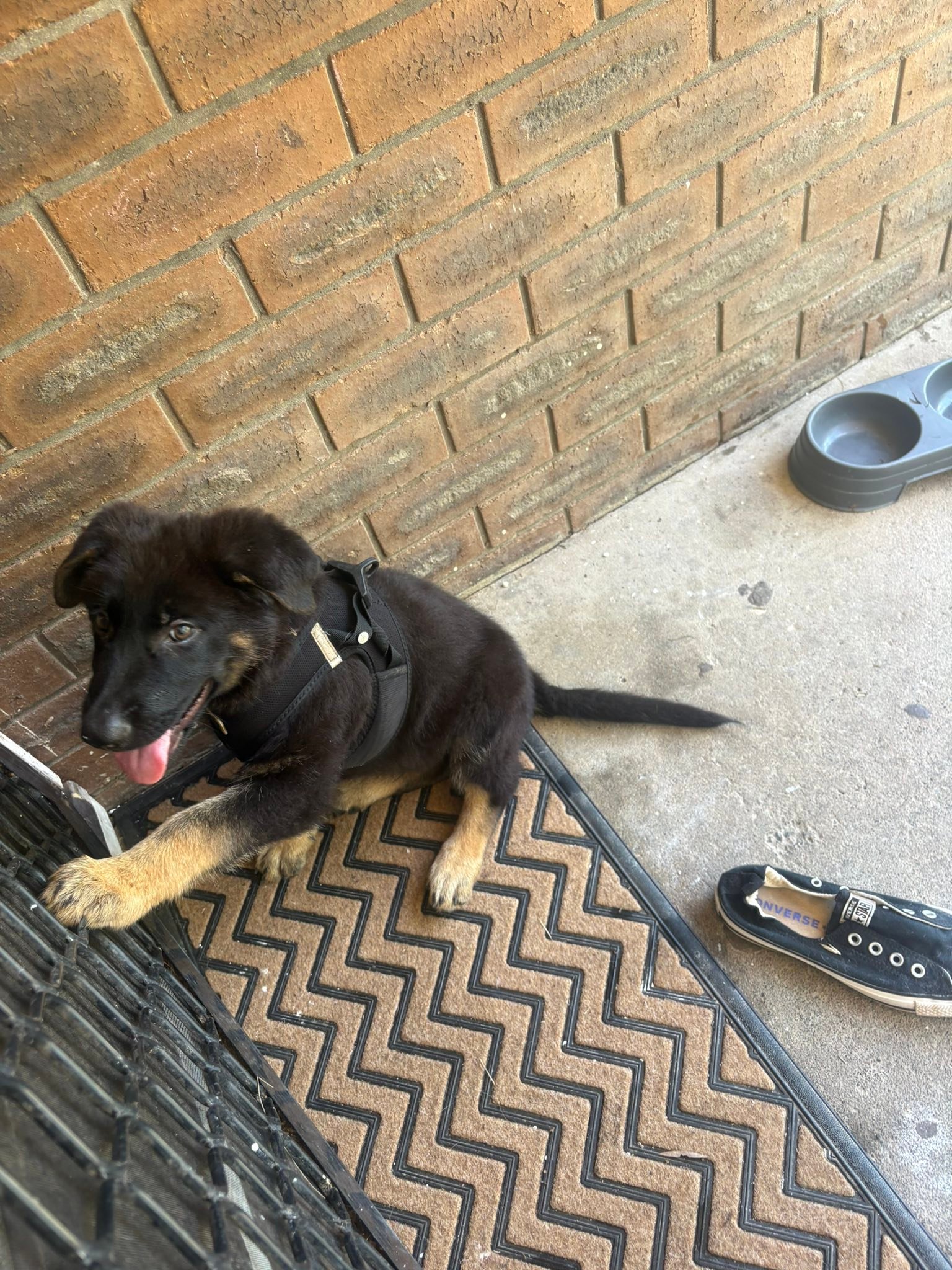 anyone missing a puppy/dog dm me if it’s your dog! in south kempsey ...