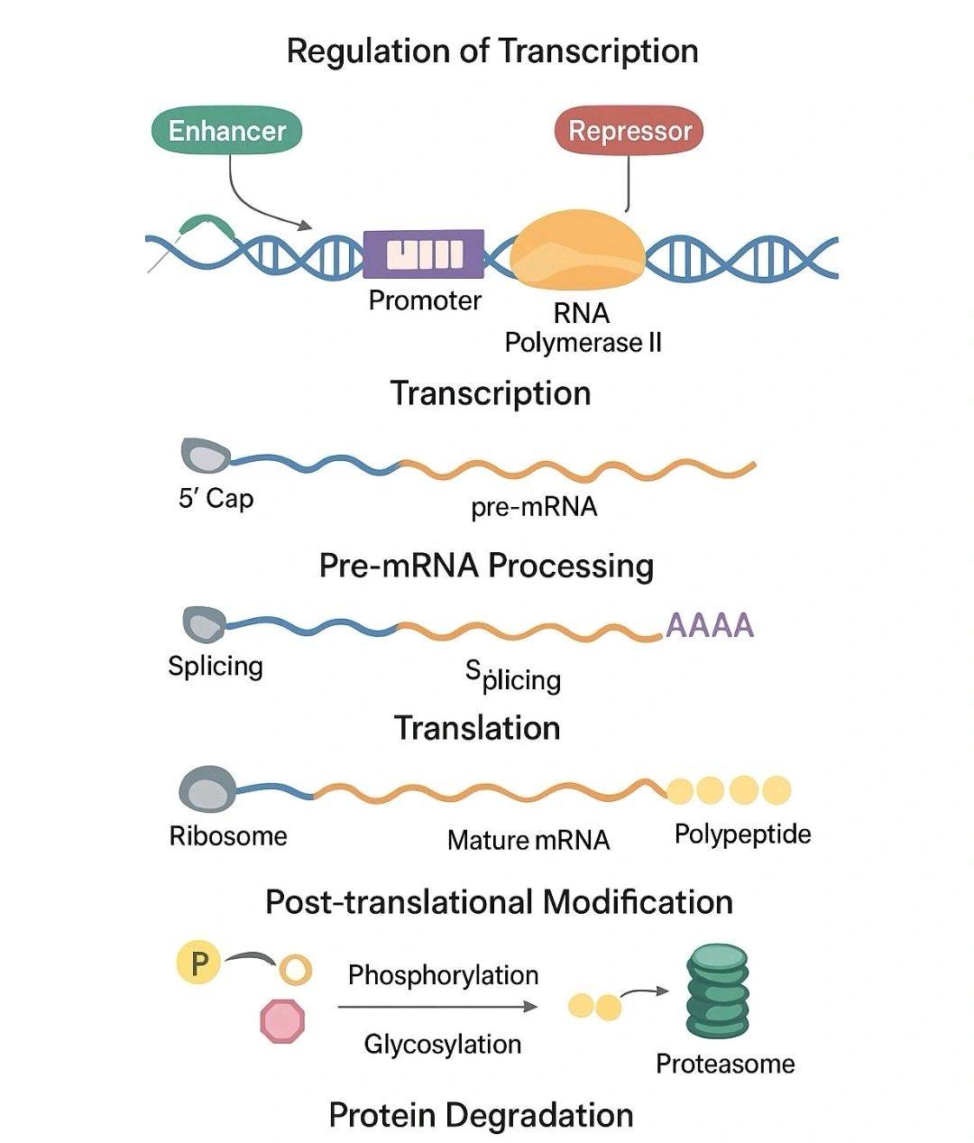 Biotechnology | 🔬 From Gene to Protein: The Elegant Journey of Gene ...