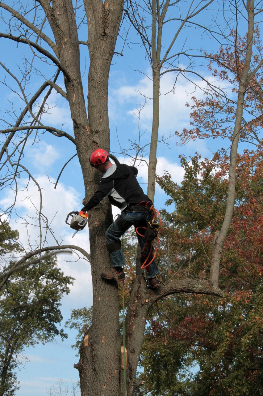 Miami Tree Trim | Miami FL