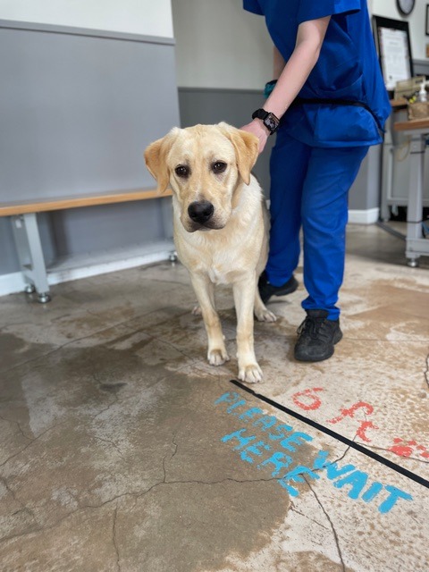 DFW Lab Rescue - APPROVED FOSTERS: Our handsome trio of...