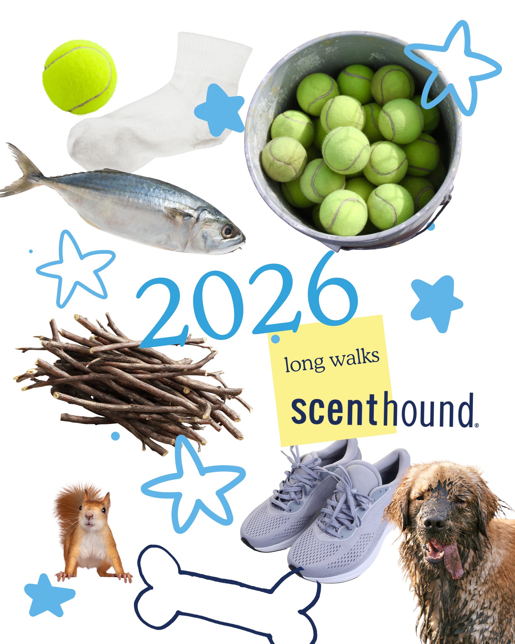 Scenthound | San Diego CA