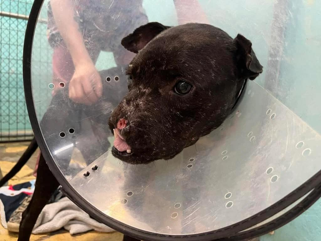 Help us find Icarus the injured rescued Lab