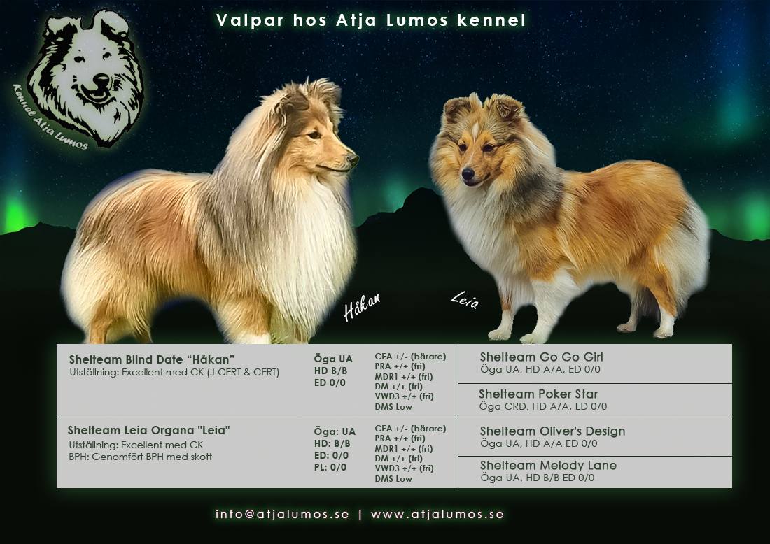 Atja Lumos - 🌟 Valpar hos Atja Lumos 🌟 Äntligen har det... | Facebook