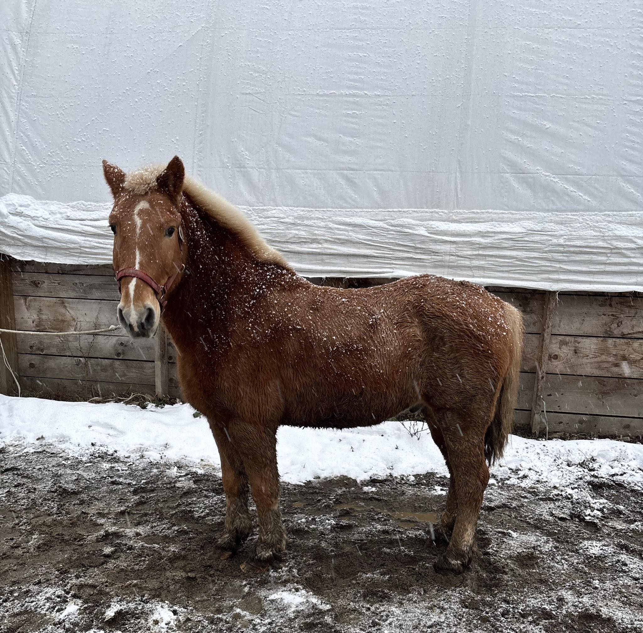 Second - Hercules- 20 year old, 14 hand Haflinger gelding. This sweet ...