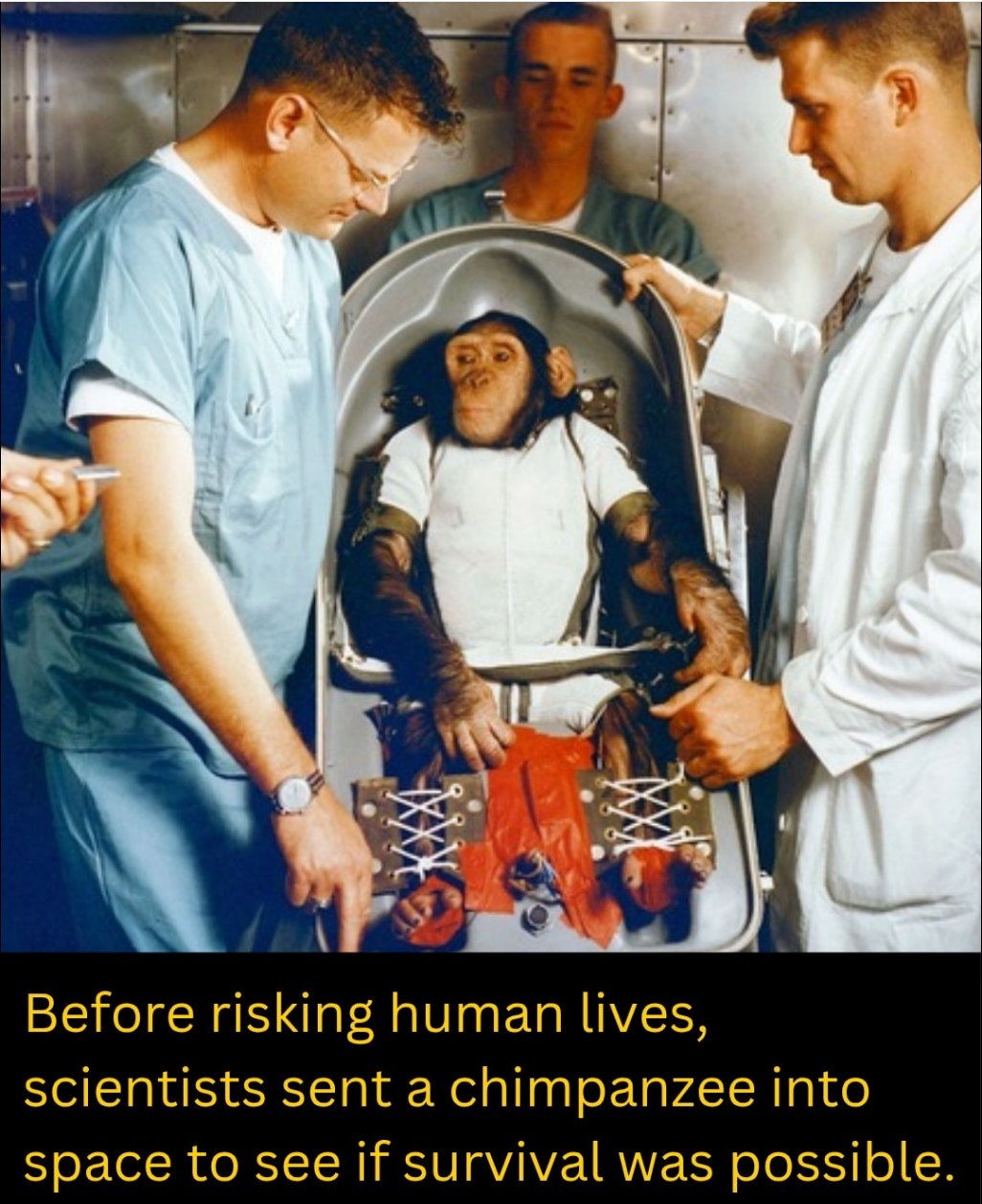 Ancient - In 1961, a young chimpanzee named Ham was strapped into a ...