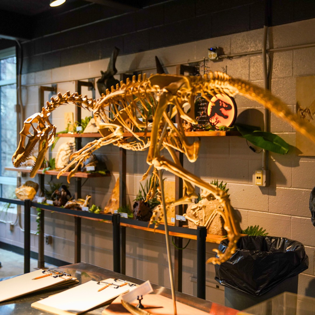 KidzLabs Dig A Pteranodon Skeleton - Dinosaur Excavation Kit For Kids Ages 8 And Up