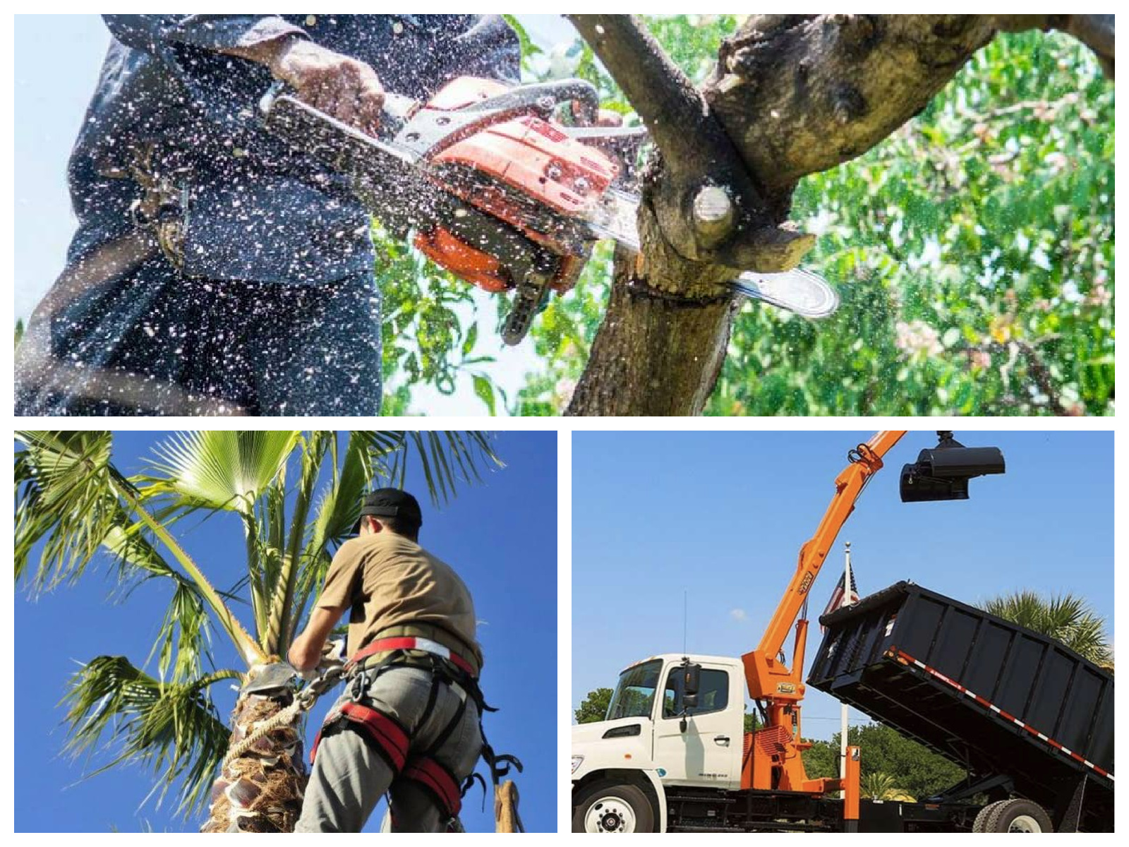 Miami Tree Trim | Miami FL