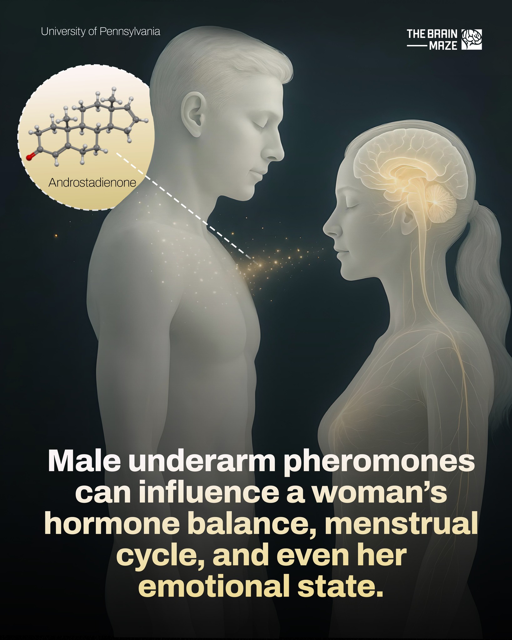 The Brain Maze - Male underarm sweat contains a chemical... | Facebook