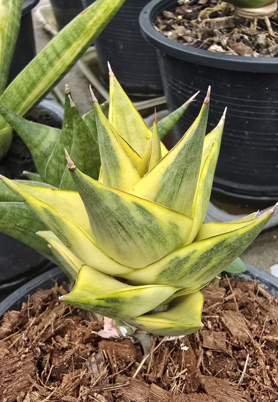 Sansevieria Manny Pacquiao hybrid plant