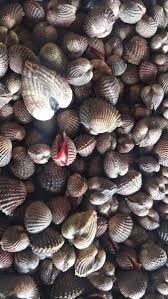 SEA MAX Seafood Distribution