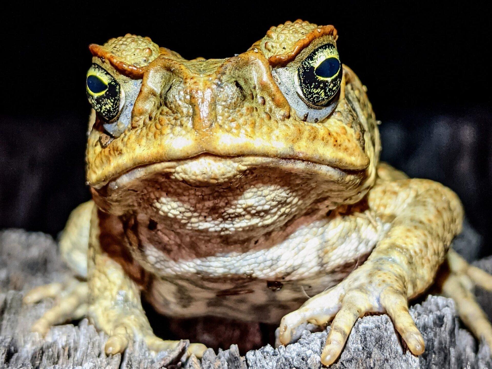 Toorbul - CANE TOADS : AN AUSTRALIAN INVADER | Ever wondered why Cane ...