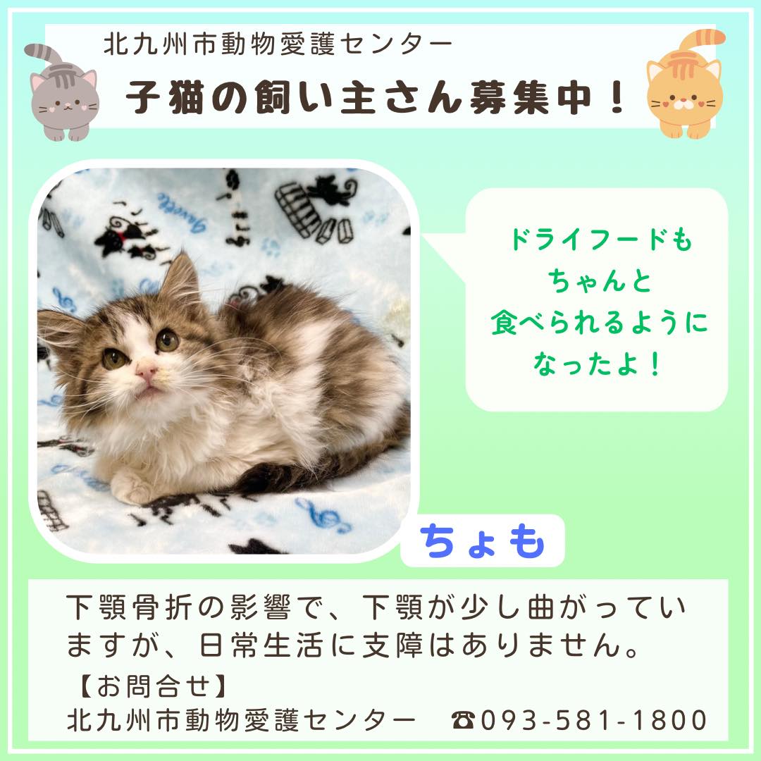 動物 愛護 センター 北九州