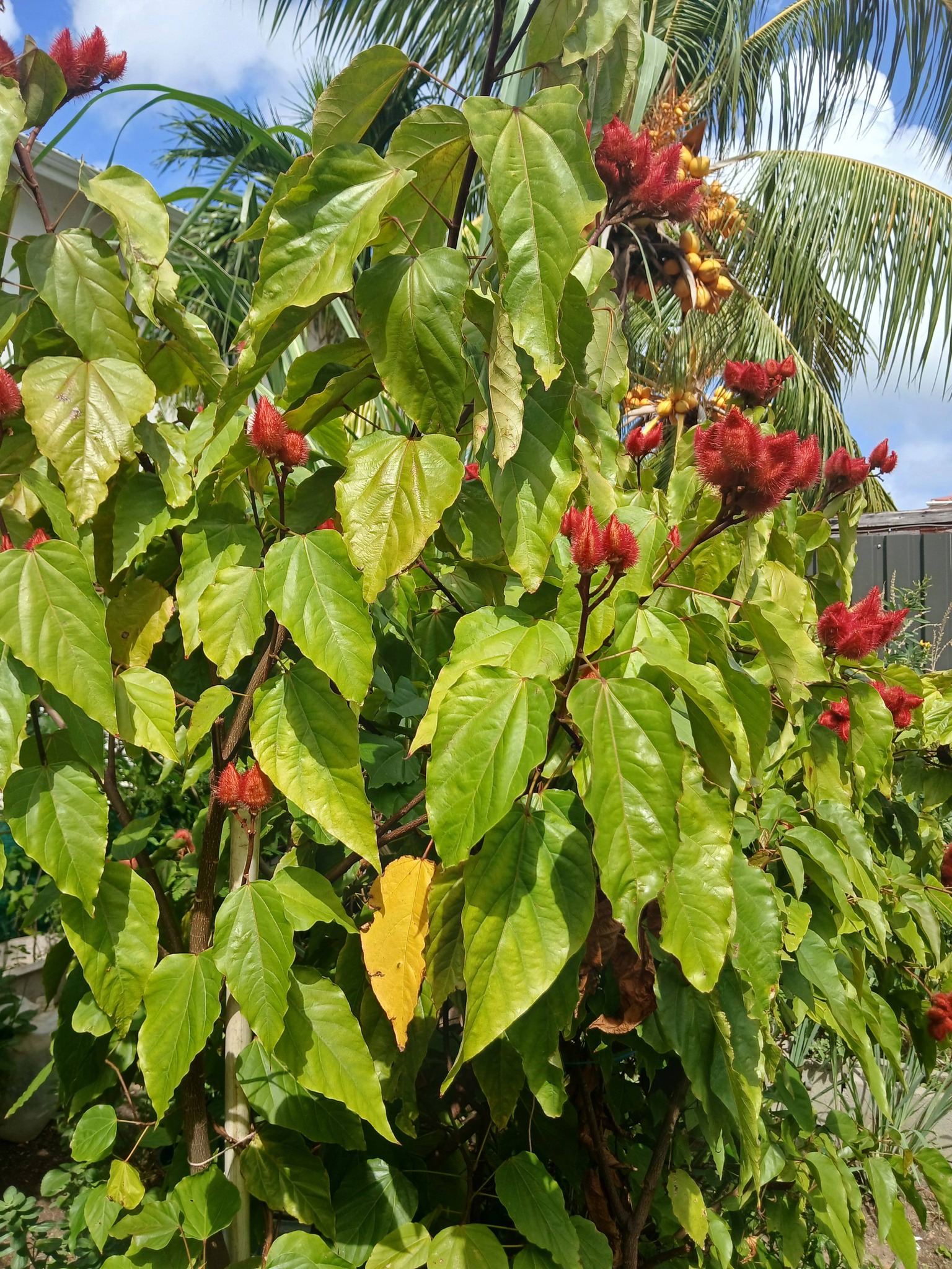 SMDA SXM | Marigot Saint Martin