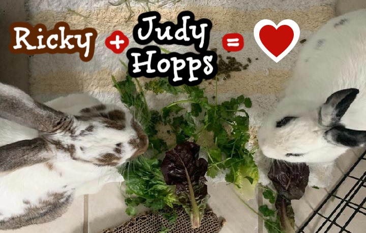 🐰💚 Happy Endings -... - Orlando Rabbit Care & Adoptions