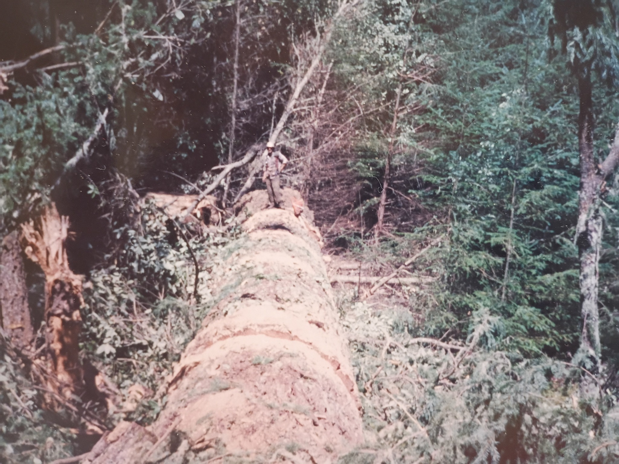 A 28,000 thousand foot fir me an Mikey cut,,,1 of a few on this 
