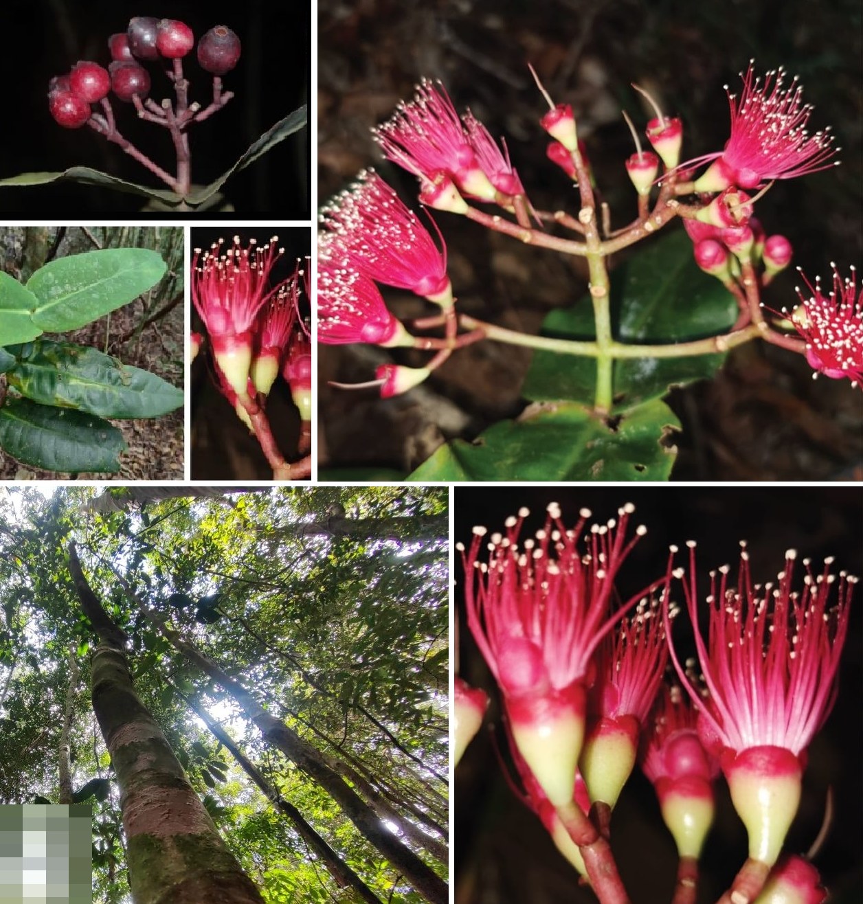 Newly discovered Cryptocoryne paglaterasiana species in Philippines