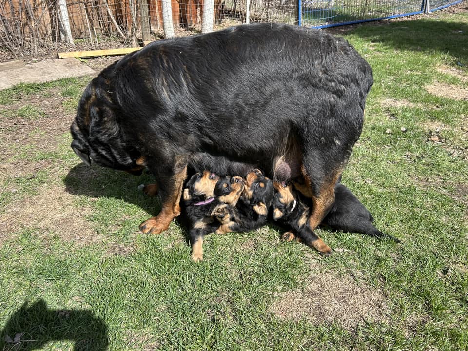Riverview Rottweilers