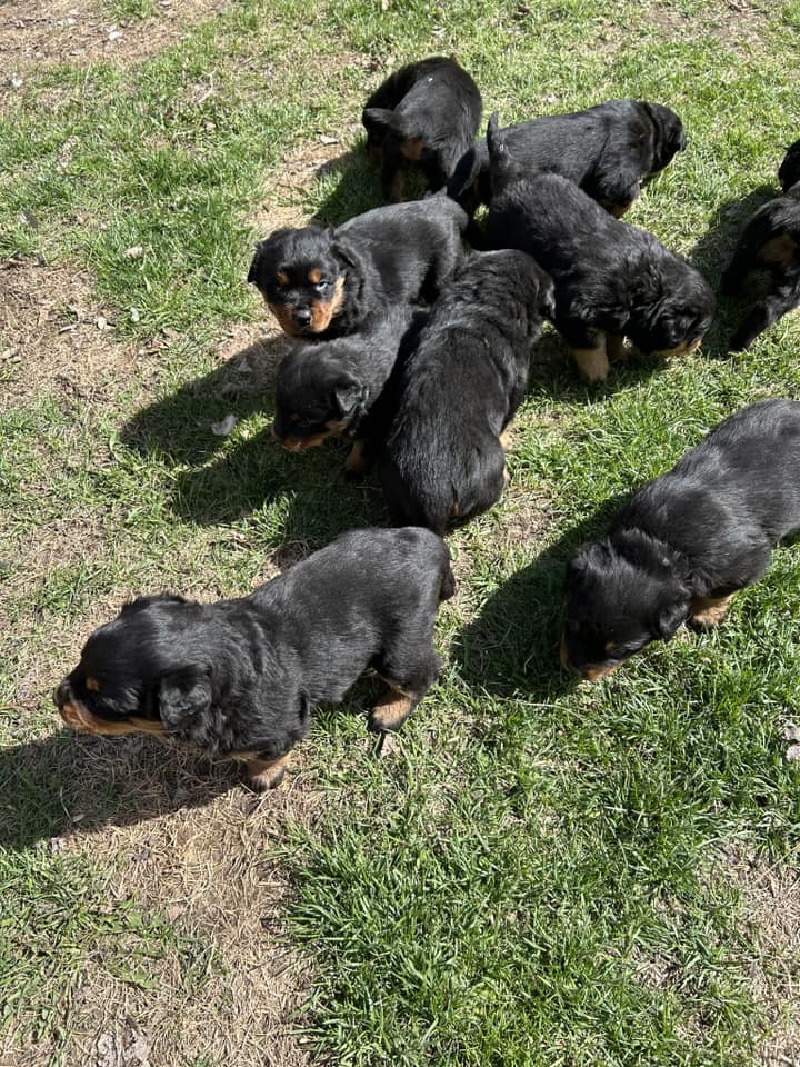 Riverview Rottweilers