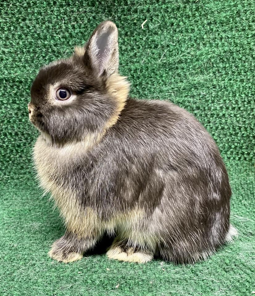 Forest Floor Rabbitry